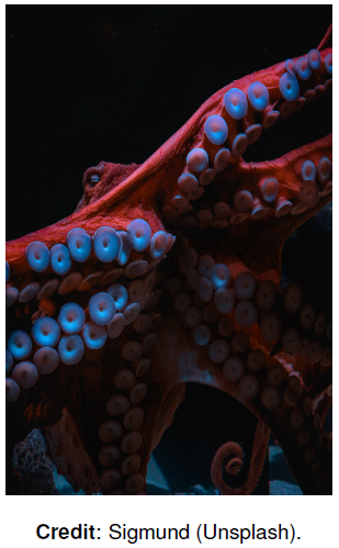 Teaser image showing a Weird and Eerie octopus.